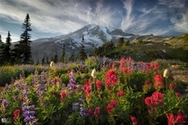 The Paradise Area Trails at the base of Mt Rainier 