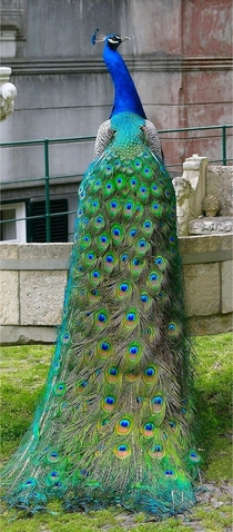 The Peaceful Peacock 
