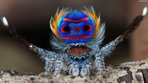 The peacock spider a species of jumping spider Maratus volans 