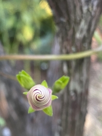 The perfect spiral of this unopened flower