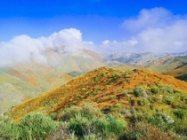 The poppy fields of Antelope Valley CA   OC