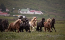 The power and beauty of Icelandic horses Iceland 