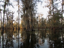 The quiet beauty of the Bayou Southern Louisiana 