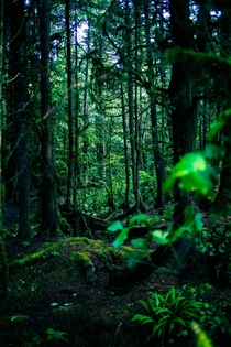 The rain forest at Green Point British Columbia 