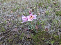 The rare Adobe Lily Fritillaria pluriflora Berryessa Snow Mountain National Monument CA 