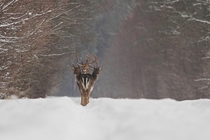 The rare three-headed deer - three elk in single file in a snowy forest 
