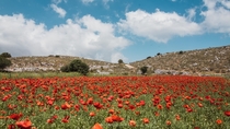 The real red carpet Poppy Flowers plantation on a Greek Island - Lefkada 