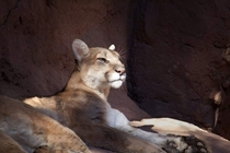 The regal mountain lion Puma concolor 
