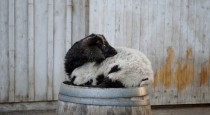 The saddest goat to sit atop a barrel 