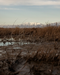The Salt Lake Marsh 