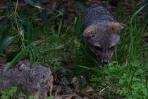 The Santa Cruz Island Fox emerging from the brush 