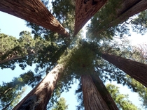 The Senate Sequoia amp Kings Canyon California 