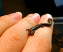 The smallest salamander in the world the minute salamander Thorius sp 