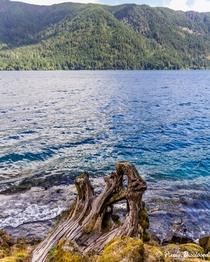 The sparkling water at Lake Crescent Olympic National Park showcasing the beauty that is the PNW  
