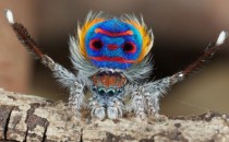 The Spectacularly Colorful and Surprisingly Small Peacock Spider 
