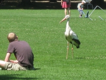 The stork stare down 