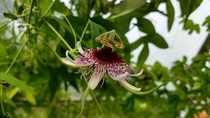 The strange but wonderful P Junquierae aka spiderlegs passiflora passionflower passifloraceae