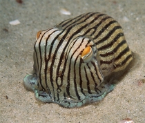 The Striped Pyjama Squid Sepioloidea lineolata 