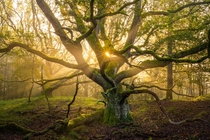 The sun peaking through the tentacles of this interesting tree The Netherlands x