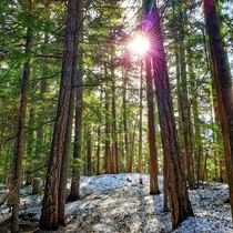 The sun peaking through the trees at Lost Lake in Whistler British Columbia 