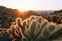 The sun rises over Bigelow Cholla Cactus in Nevadas Eldorado Canyon 