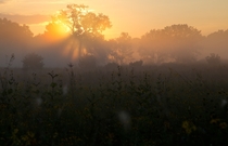 The sun shines through mist over the prairie at Middlefork Savanna Forest Preserve 