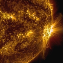 The Suns coronal loops