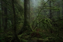 The temperate rainforest North Vancouver BC 