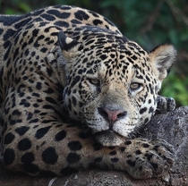 The terror of the swamps An amazing picture of jaguar in the riverine jungles of the Amazon
