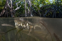 The toothy grin of an American crocodile Crocodylus acutus beneath the surface of a Cuban saltwater mangrove Matthew Smith 