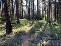 The trail I walk every morning with my pup Lake Tahoe CA 