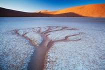 The trees of Deadvlei - erosion creating tree-like shapes in a salt pan in South Africa  photo by Hougaard Malan