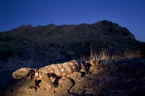 The United States only venomous lizard the Gila Monster Heloderma Suspectum 