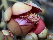The unusual blossom of the cannonball tree couroupita guianensis 