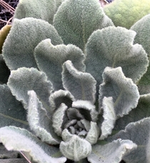 The Velvet Plant Mullein has the Worlds Softest Fuzziest Leaves - Verbascum thapsus 