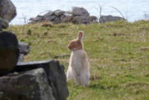 The very rare Golden Irish Hare Lepus timidus
