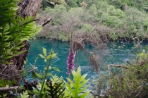 The vibrant blue water of the Waitomo River 