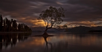 The Wanaka Tree - Lake Wanaka New Zealand  photo by Ingrid Kjelling