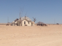 The Wild Desert horses of The Namib at the Abandoned Railway station GurabNamibia 