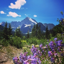 The wildflowers are in full bloom in Glacier National Park 