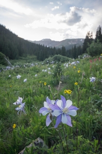 The wildflowers have been great this year in Colorado At Herman Gulch about an hour west of Denver 