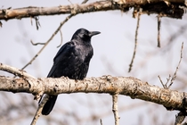 The wonderfully brilliant American Crow 