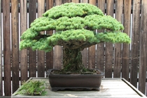 The  year old Bonsai that survived the Hiroshima Bombing  x-post from rBonsaiPorn