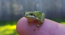 There are a ton of these in my yard They are so cool Pacific Tree Frog Pseudacris Regilla 