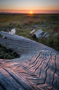Theres some driftwood along the local trail that resembles a frozen lava flow Right now its especially beautiful because it aligns perfectly with the setting sun West Dyke Richmond BC 