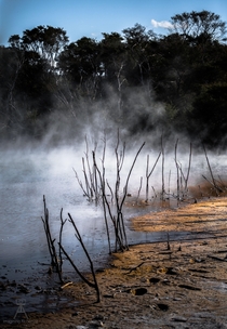 Thermal pools at Kuirau park Rotorua NZ 