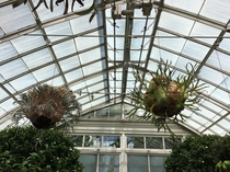 These staghorn ferns at the NYBG