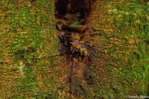 These stingless bees Tetragonisca angustula are one of the approximately  species of stingless bees that live in Costa Rica and they create a honey of uncommon flavor and strong antibiotic activity