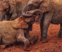 These two juveniles playing at Sheldrakes elephant rescue in Nairobi The one on the right neatly lost its trunk in a snare  The wound is healing nicely