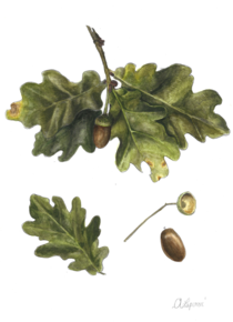 They told me to post here Im a botanical illustrator and this is a Quercus robur